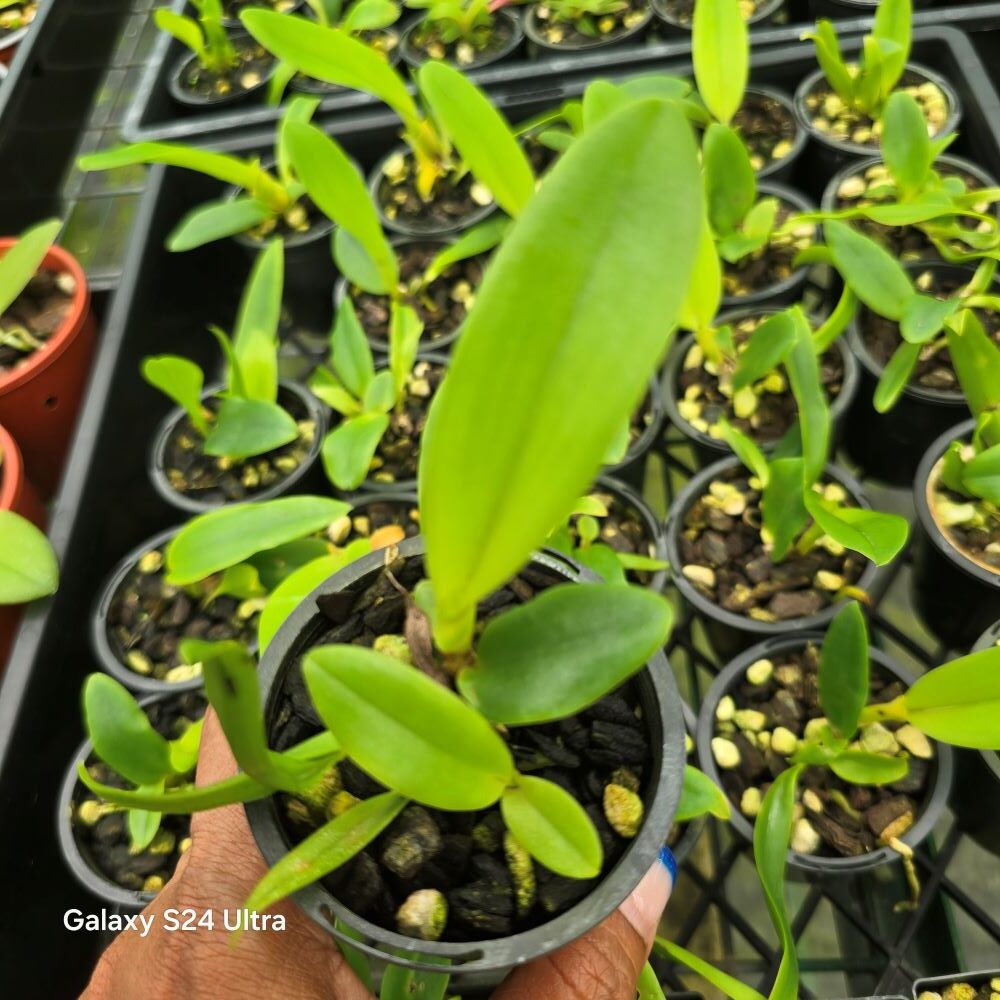 Cattleya siam fairy - Image 2
