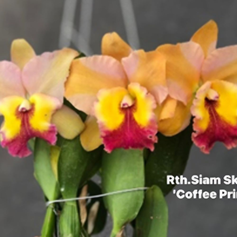 Cattleya siam skyline "coffee prince"