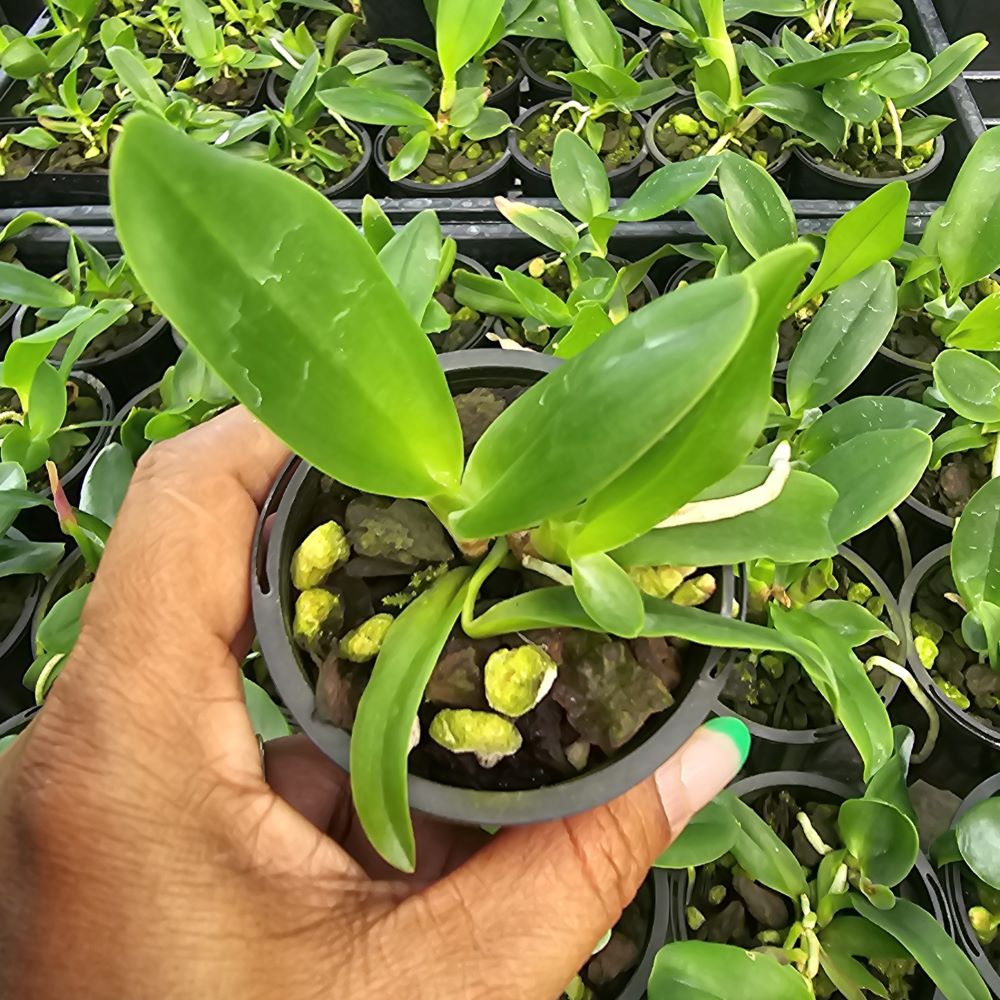 Cattleya siam skyline "coffee prince" - Image 2
