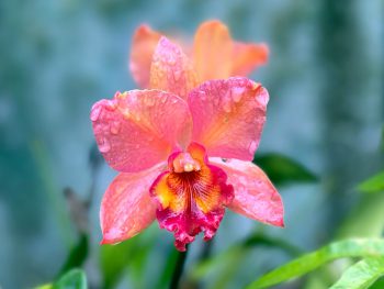 Cattleyas Orchids