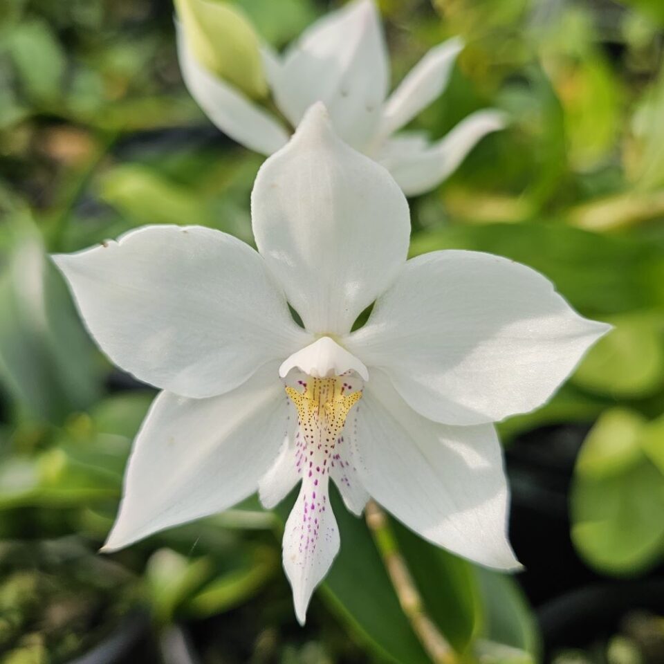 Caulathron bicornutum