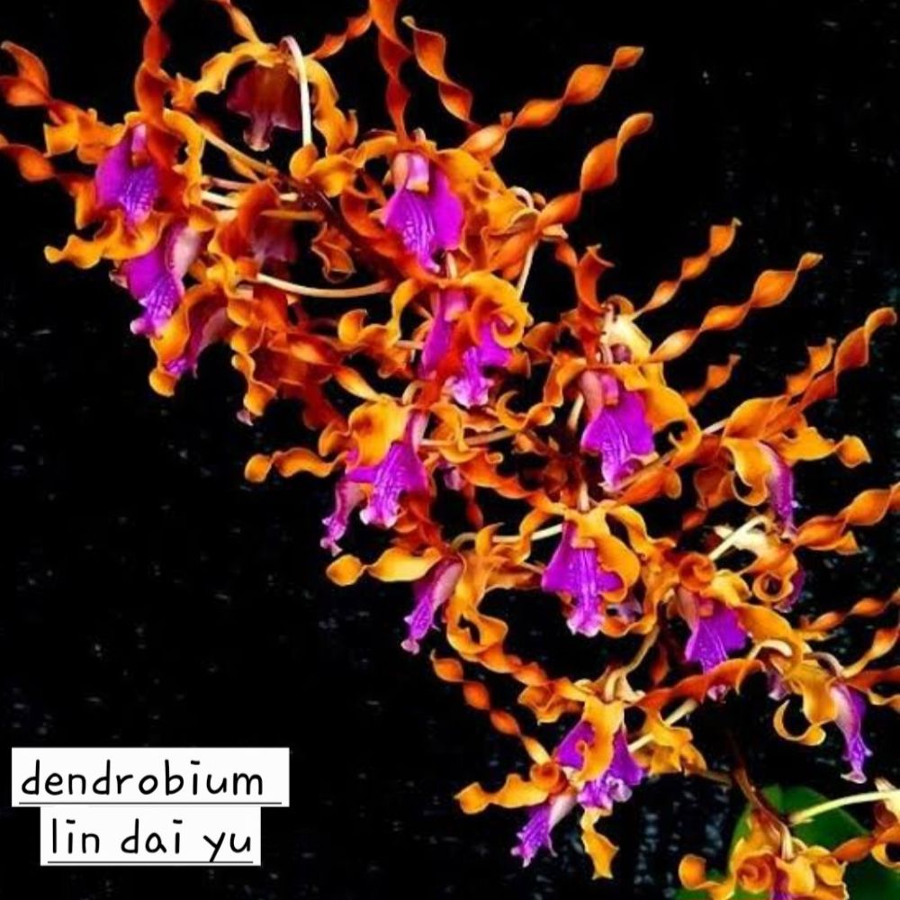 Dendrobium Lin Dai Yu