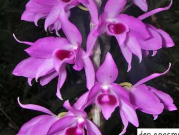 Dendrobium Anosmum