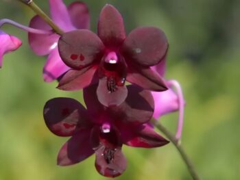 Dendrobium Black jelly