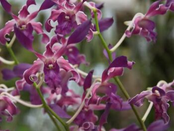 Dendrobium Blue spin