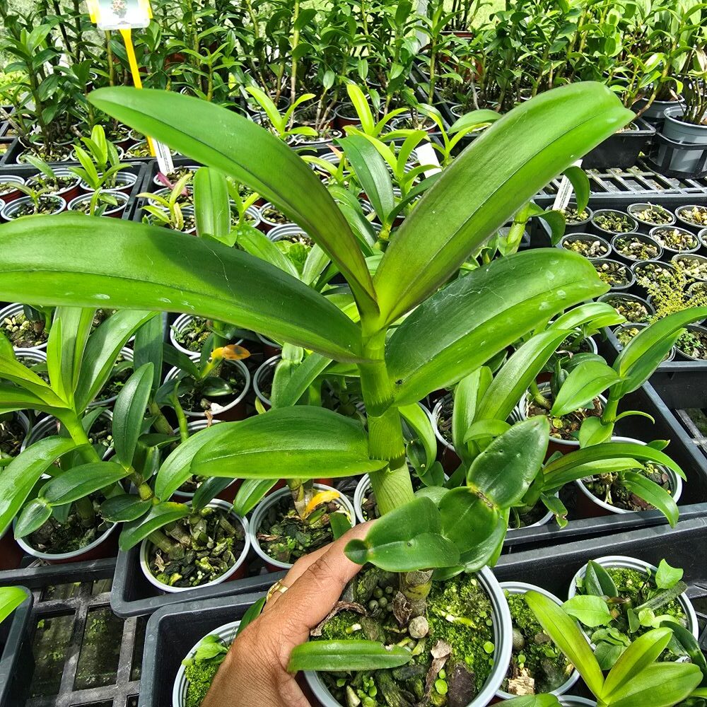 Dendrobium Blue spin - Image 3