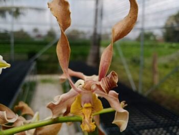 Dendrobium Champagne