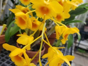 Dendrobium Chrysotoxum