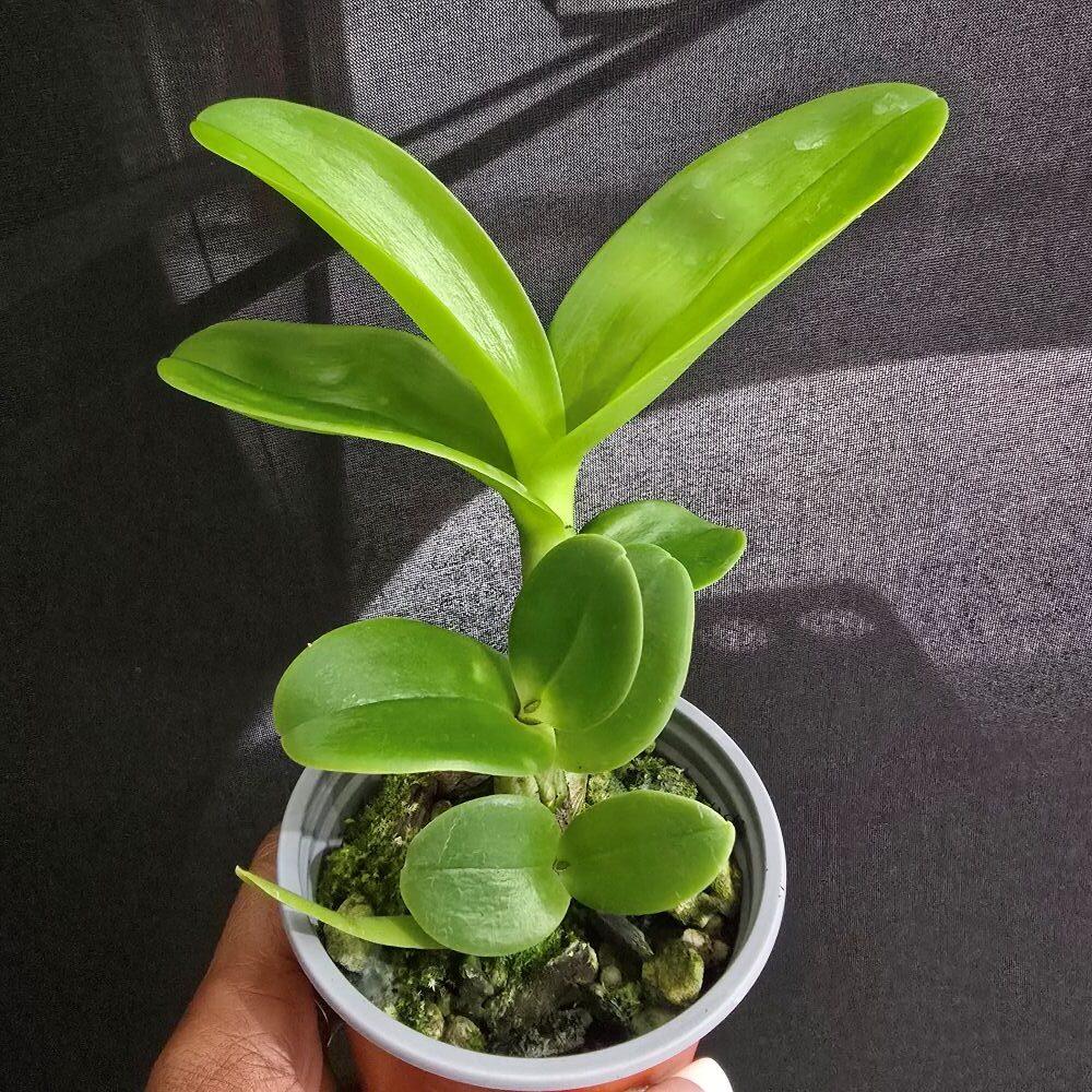 Dendrobium khaoyai 'gold ' - Image 2