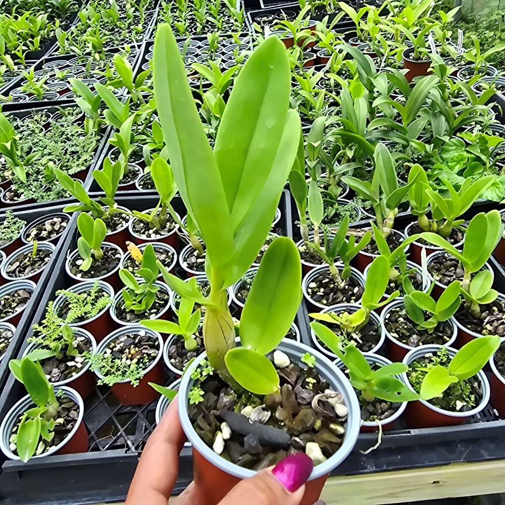 Dendrobium Lin Dai Yu - Image 2