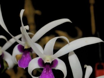 Dendrobium Mesangnil Blue x Rania Ayu