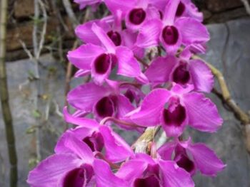 Dendrobium Nestor