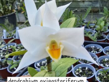 Dendrobium Ovipostoriferum