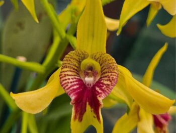 Dendrobium Shiraishii