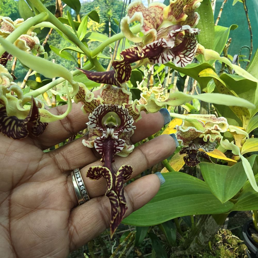 Dendrobium spectabile - Image 3