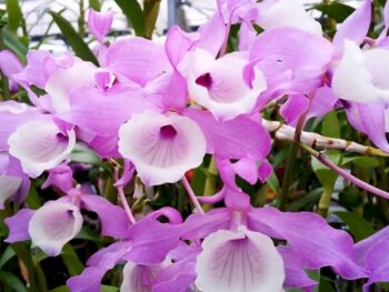 Dendrobium Tortile