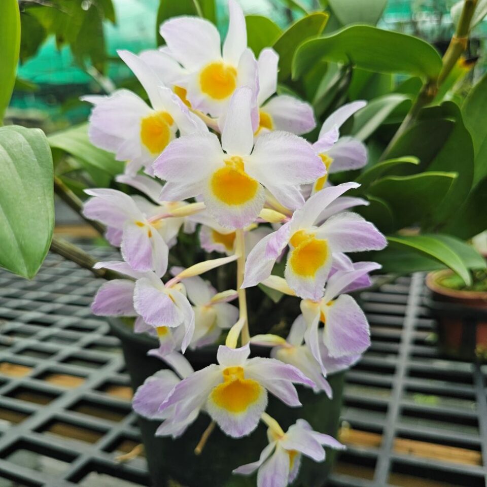 Dendrobium Amabile