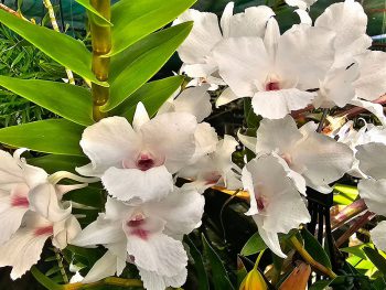 Dendrobium Orchids