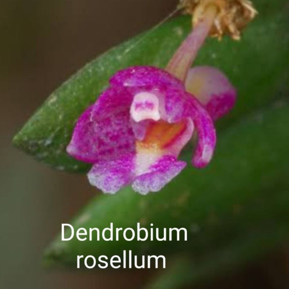 Dendrobium Rosselum