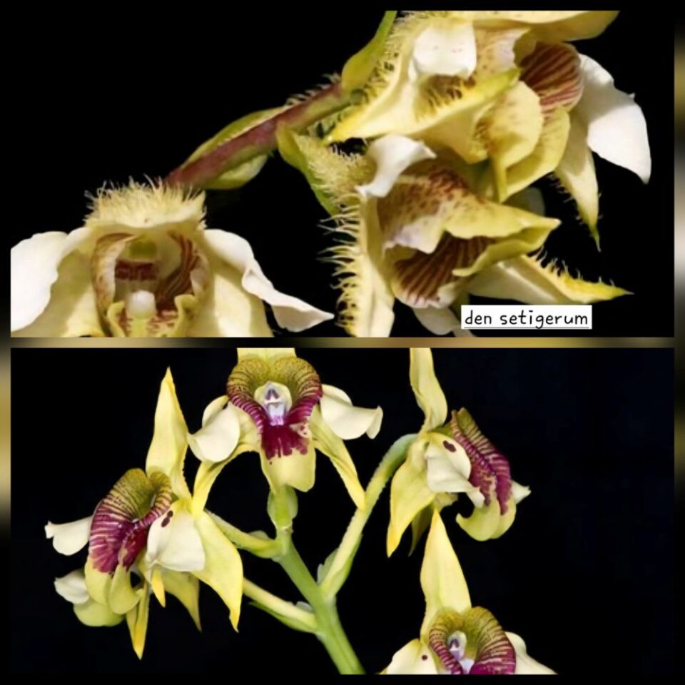 Dendrobium (Setigerum x convulatum)x(macrophyllum x shirashii)