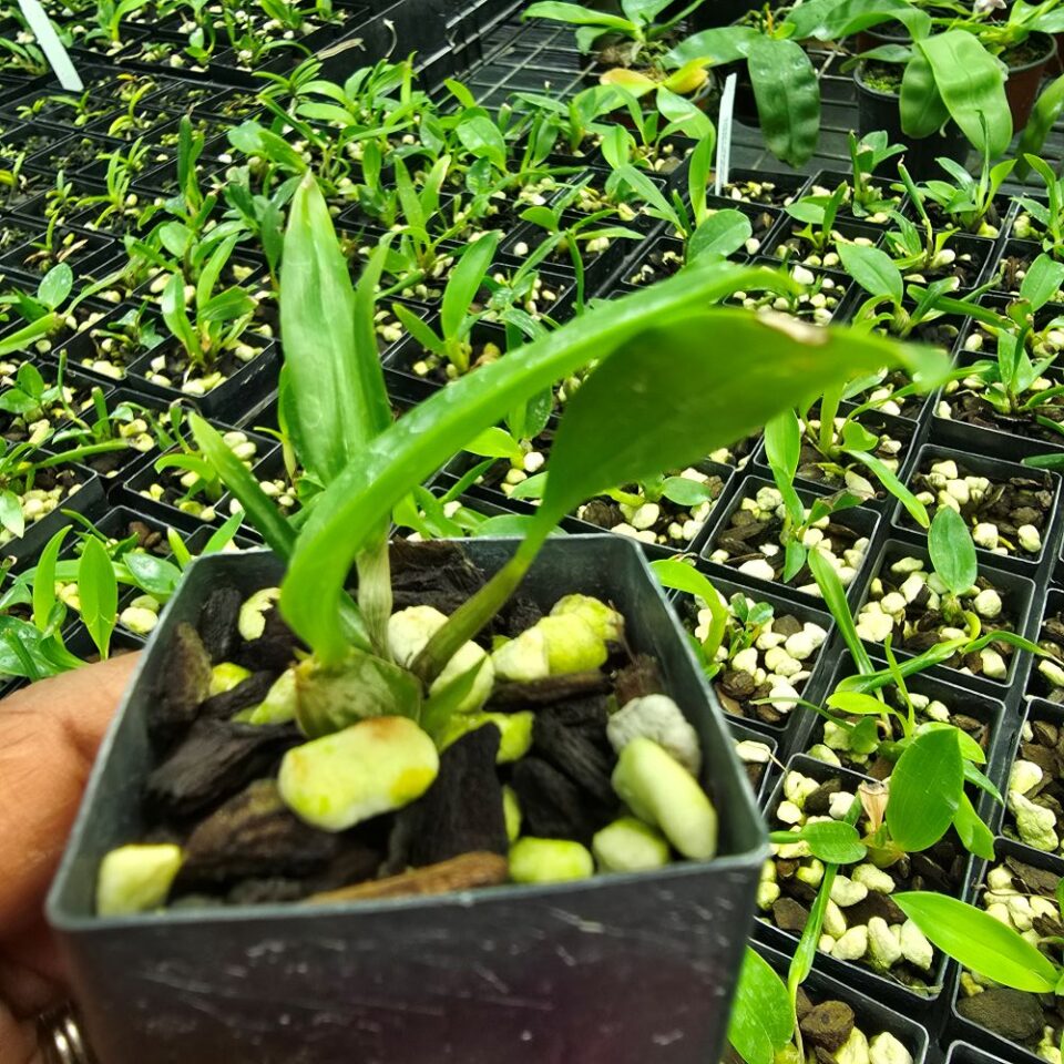Dendrobium (Setigerum x convulatum)x(macrophyllum x shirashii) - Image 2