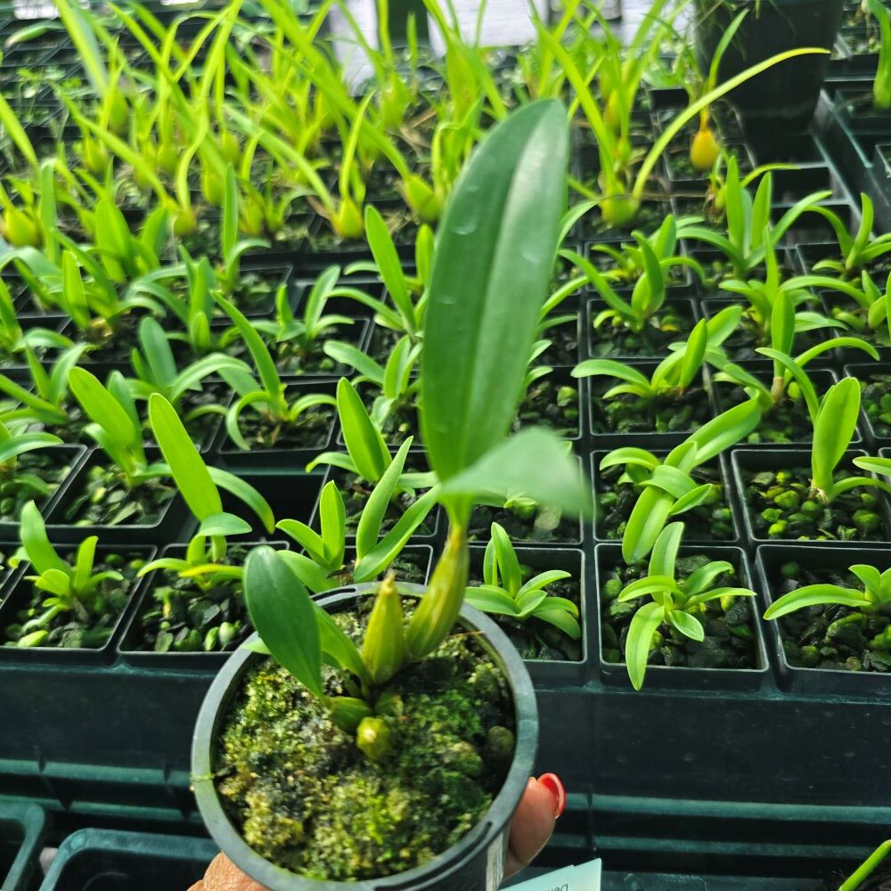 Dendrobium convulatum - Image 2