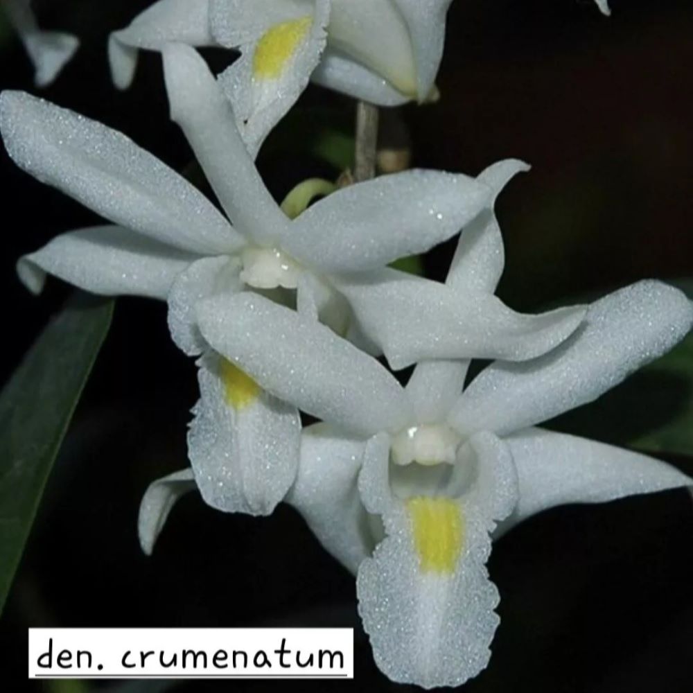 Dendrobium crumenatum
