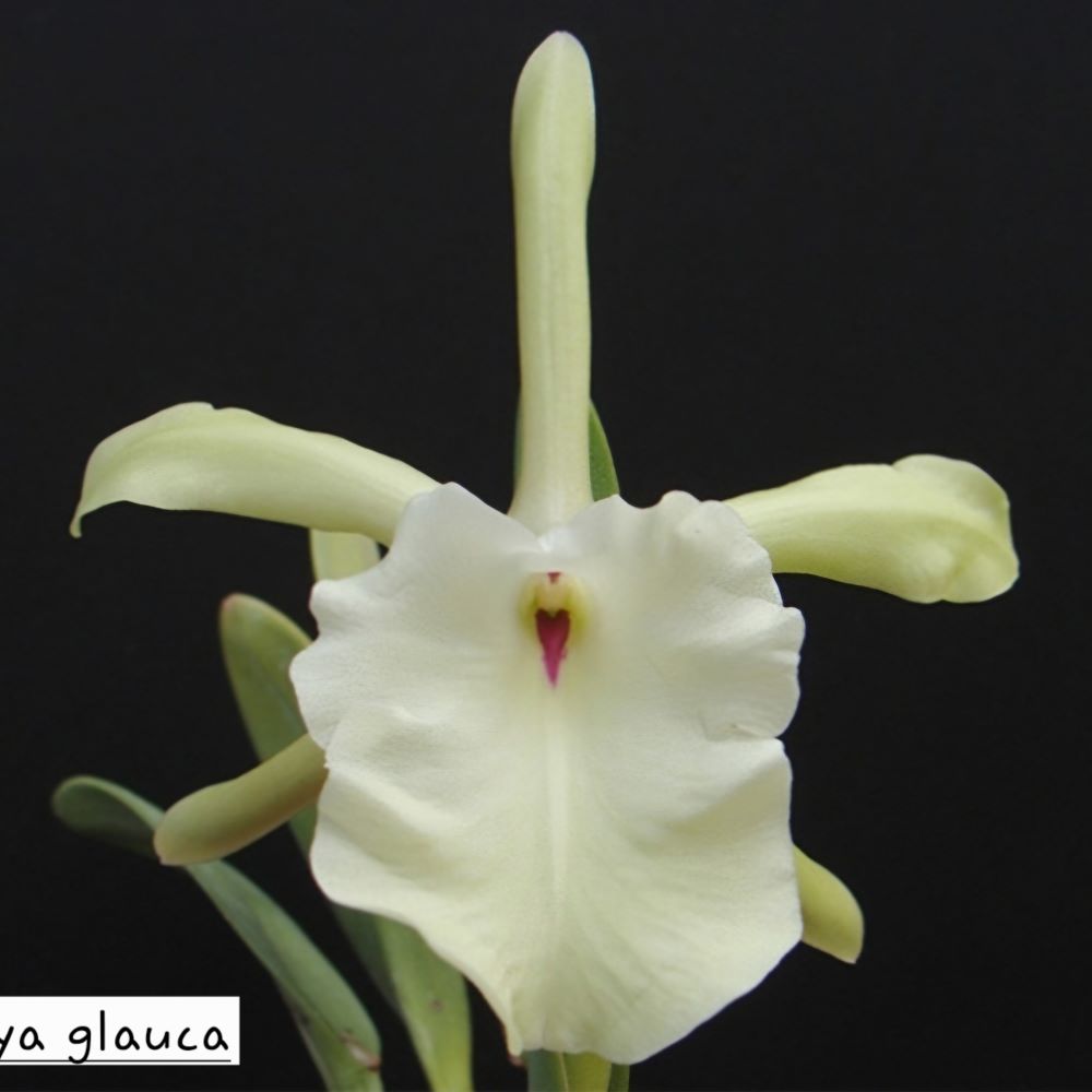 Cattleya glauca