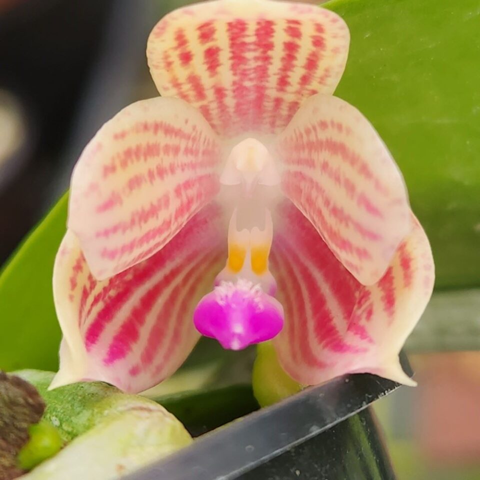 Phalaenopsis javanica