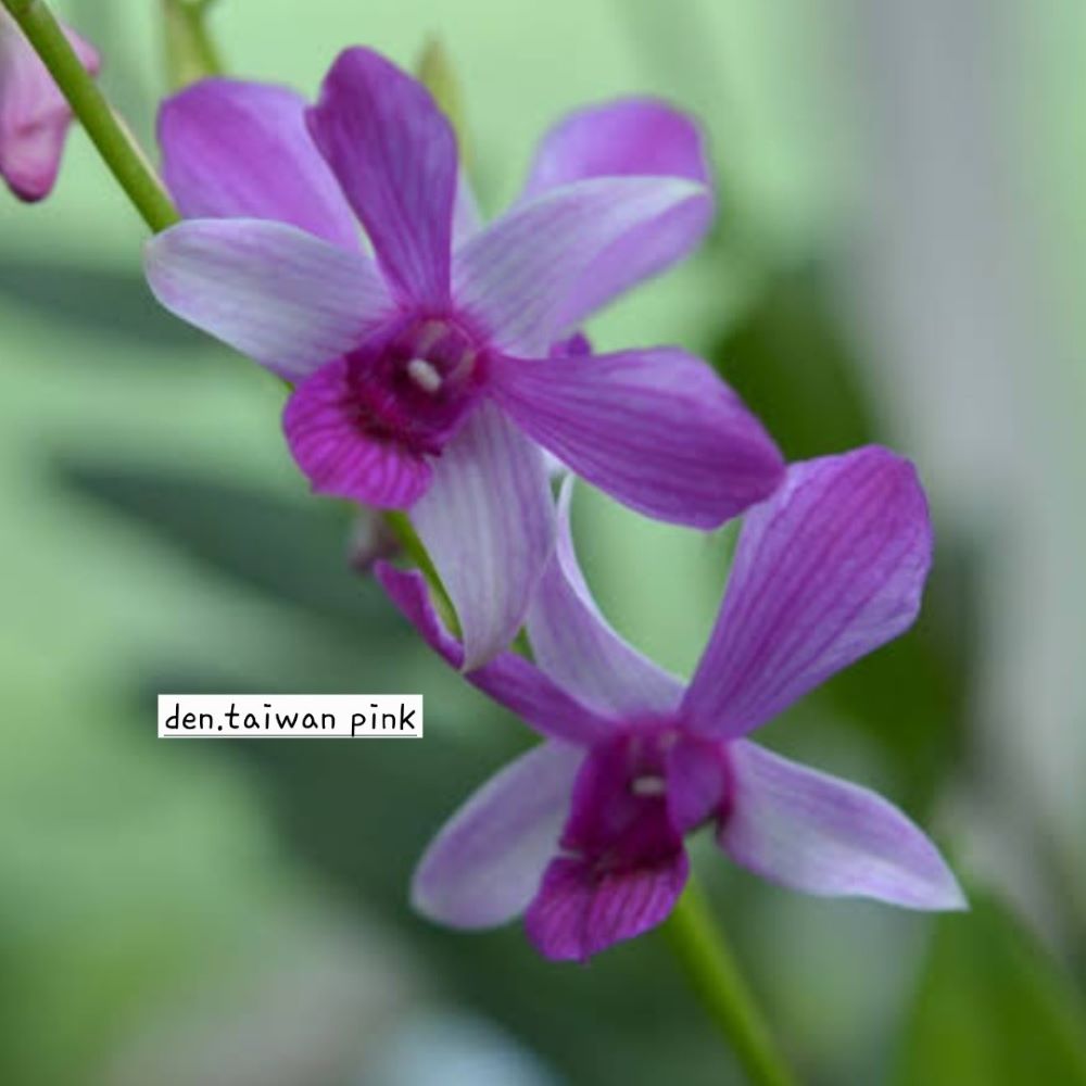 Dendrobium taiwan pink