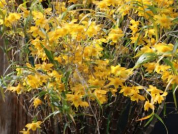 Dendrobium Hancockii