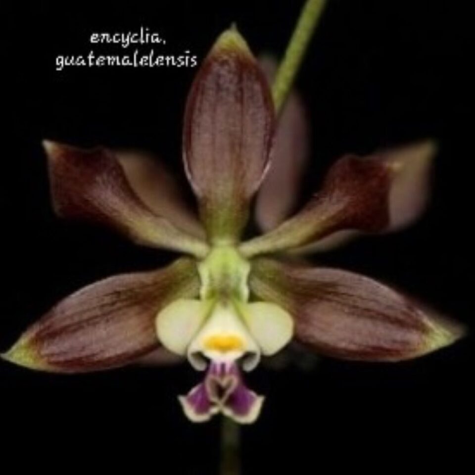 Encyclia guatemalensis