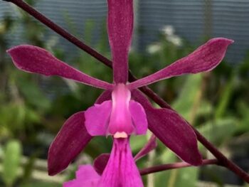 Encyclia orchids