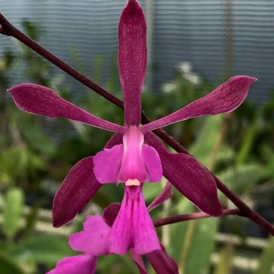 Encyclia moebusii