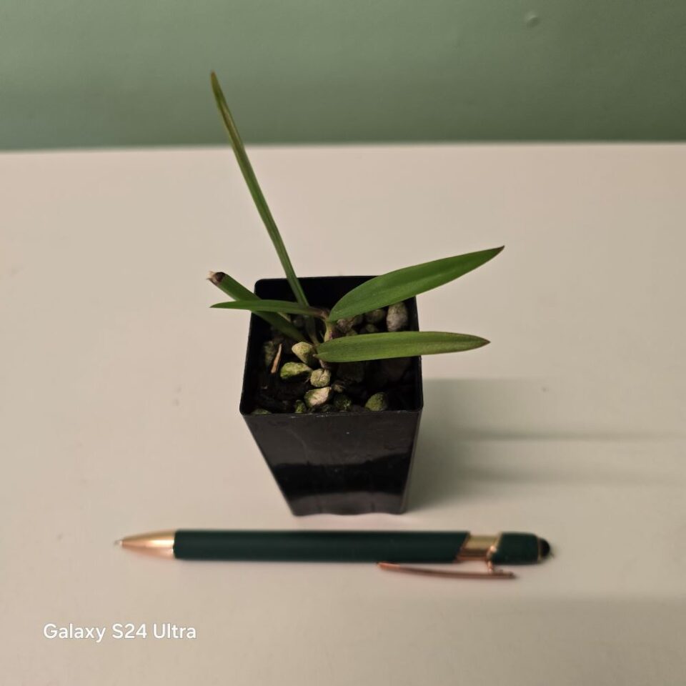 Encyclia moebusii - Image 2