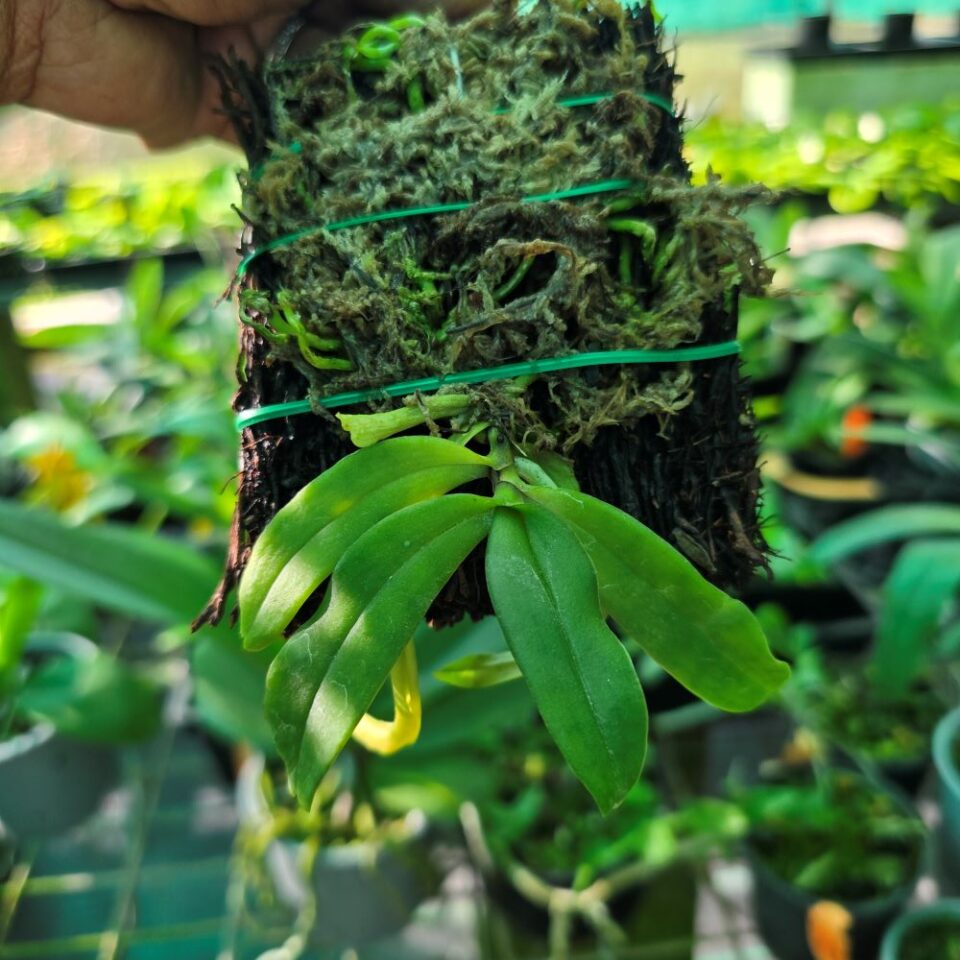 Gastrochilus japonicus - Image 2