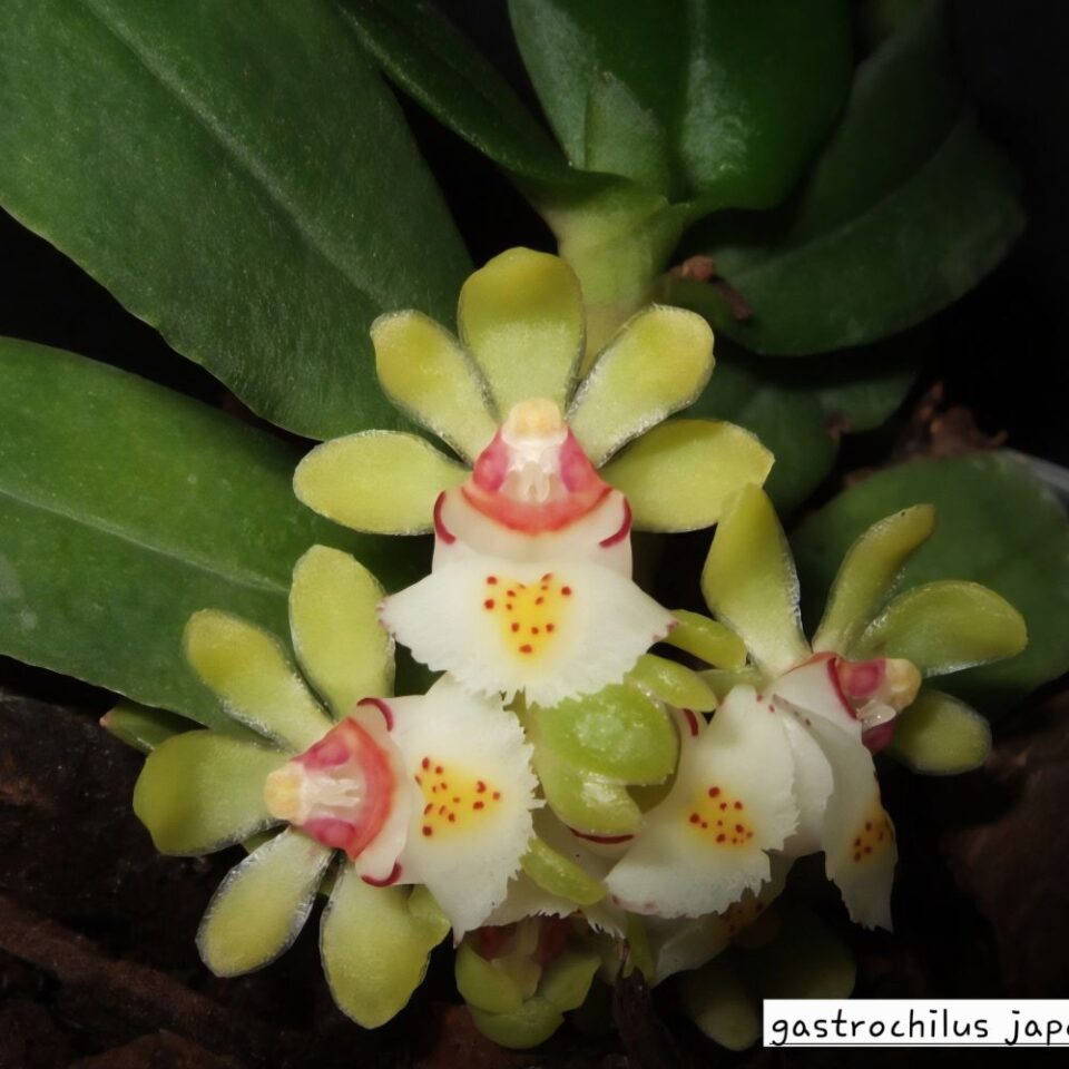 Gastrochilus japonicus