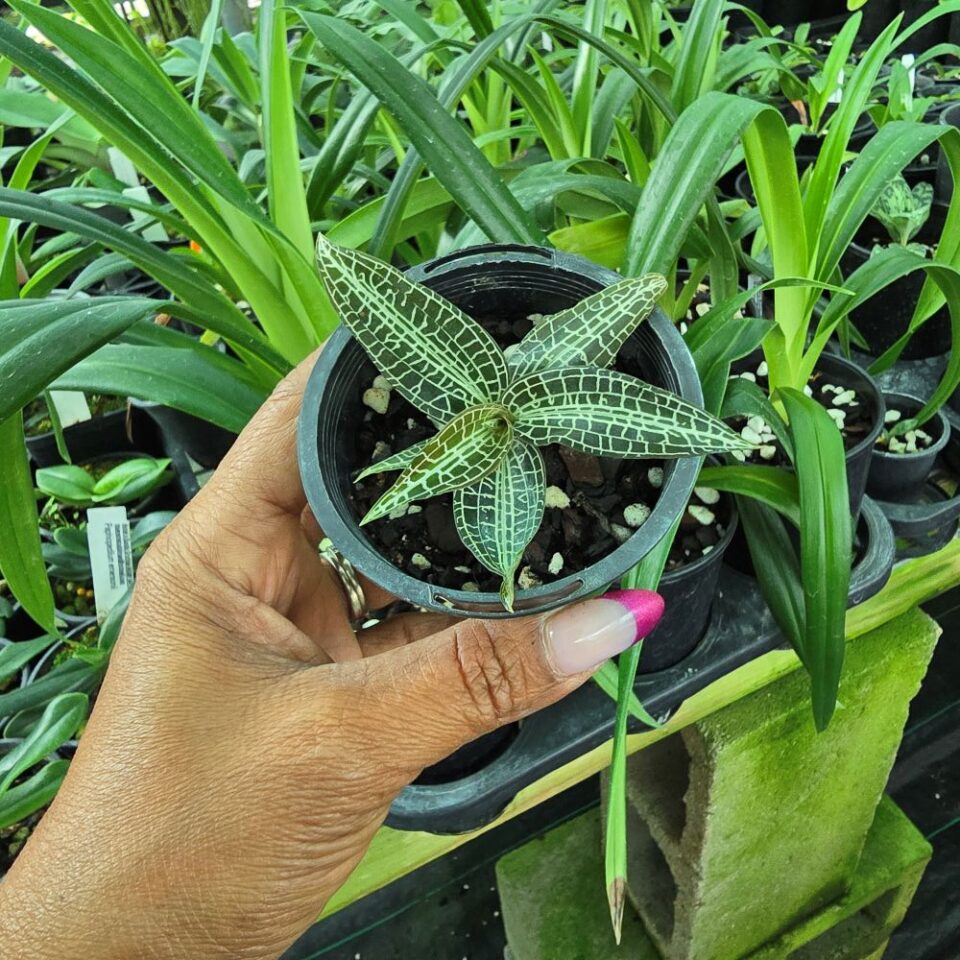 Goodyera hispida - Image 2