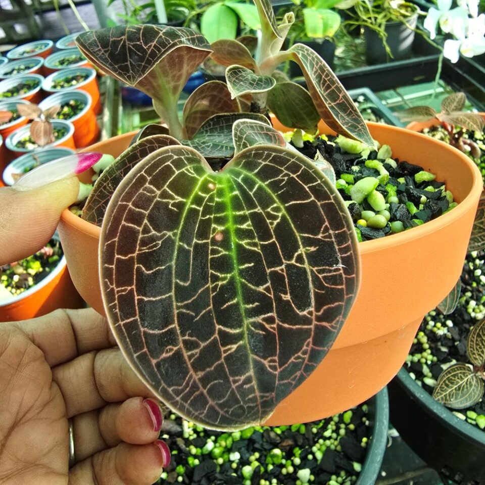 Dosinia marmorata