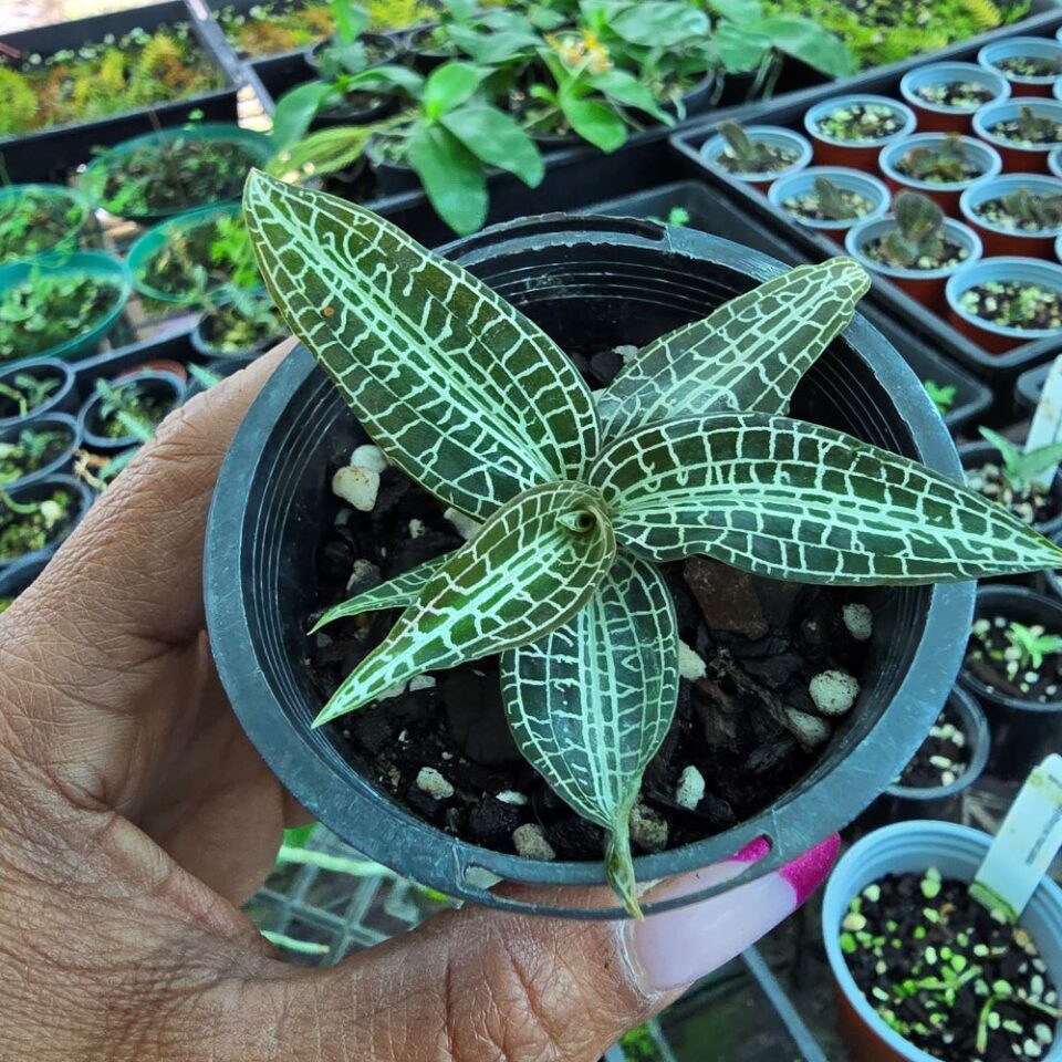 Goodyera hispida