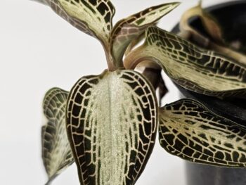 Jewel orchids