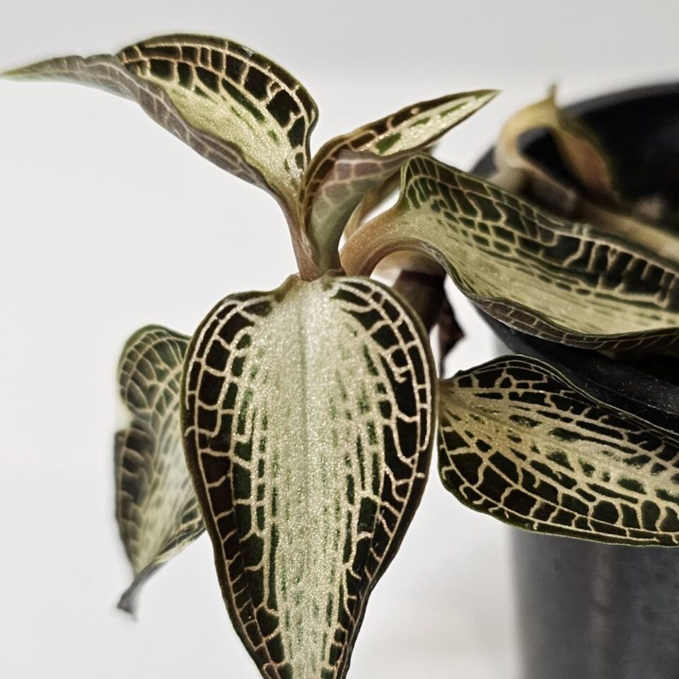 Goodyera rostellata (jewel orchids)