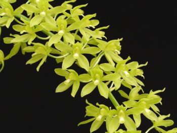Grammathophyllum