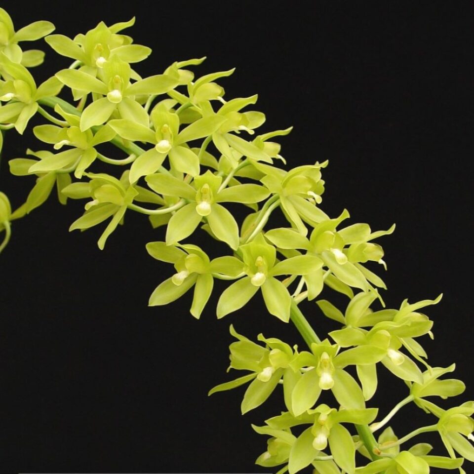 Grammatophyllum scriptum var citrinum