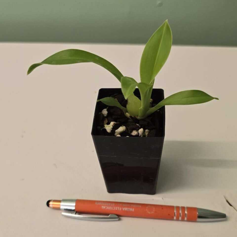 Grammatophyllum scriptum var citrinum - Image 2
