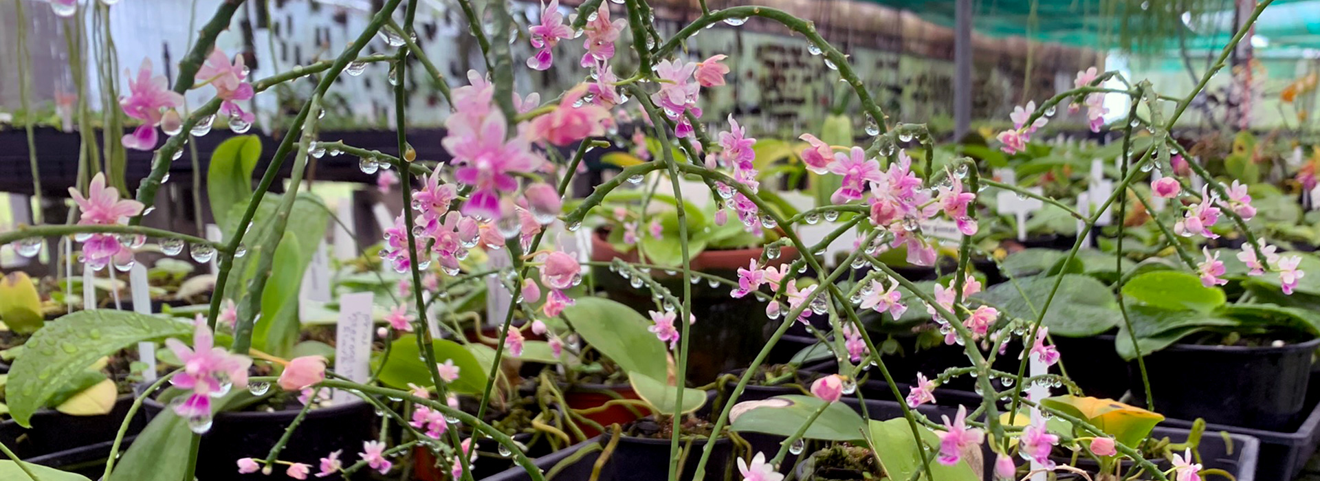 Quality Exotic Orchids