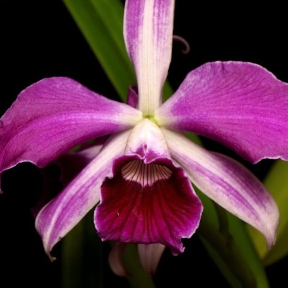 Laelia purpurata f.sanguinea x brassavola cuculatar