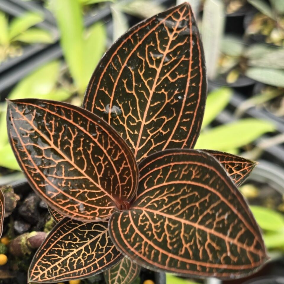 Ludisia discolor 'Red'