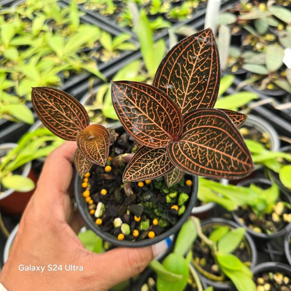 Ludisia discolor 'Red' - Image 2