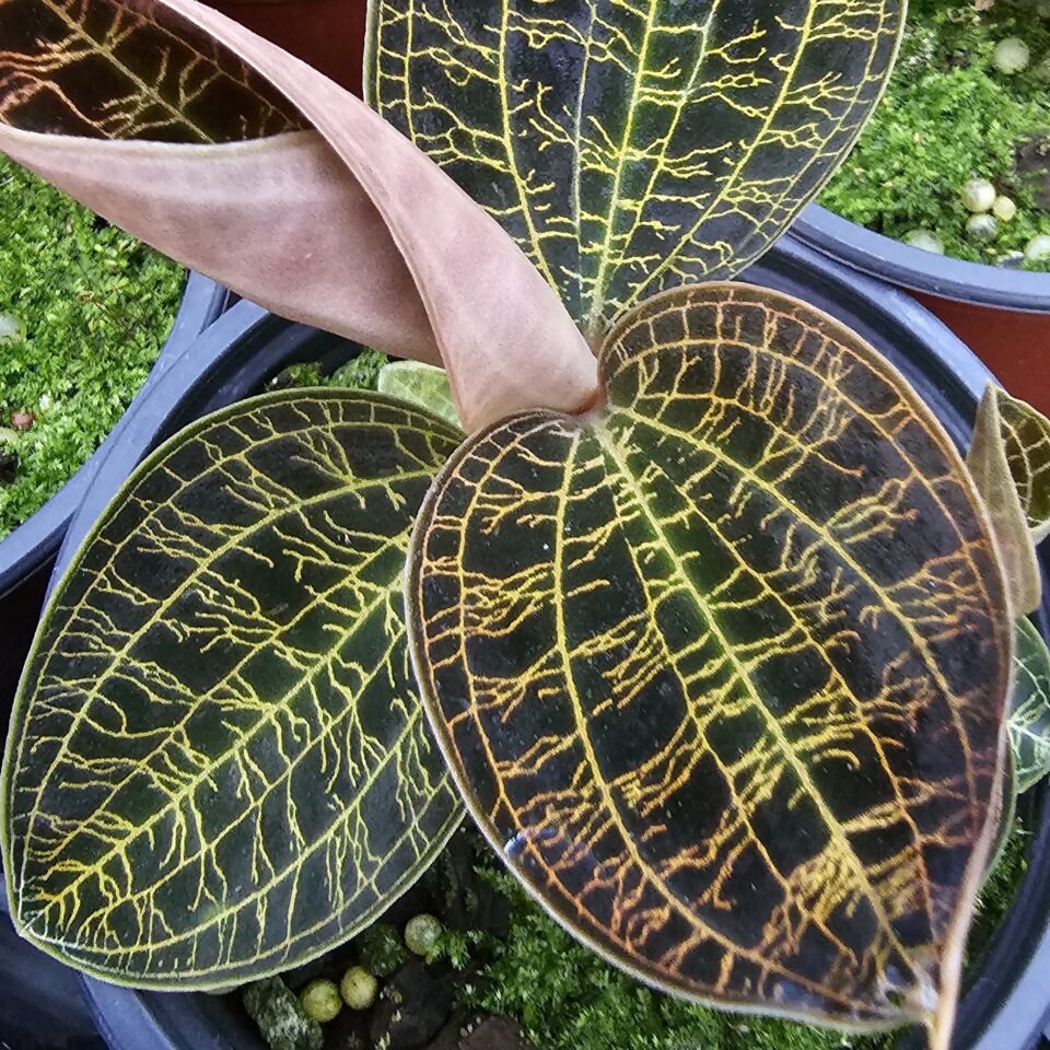Macode petola (jewel orchids)